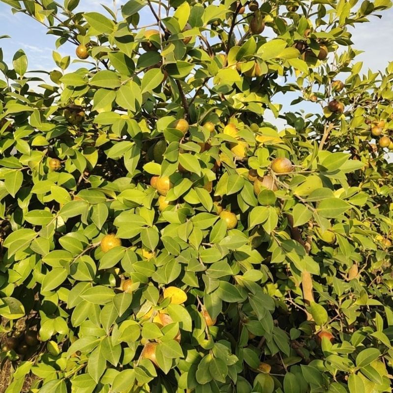 江西山茶籽,高出油,榨油(干籽)高山茶籽油茶籽