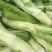 四川特色棒菜大量上市量大从优欢迎选购