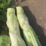 四川特色棒菜大量上市量大从优欢迎选购