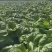 四川特色棒菜大量上市量大从优欢迎选购