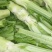 四川特色棒菜大量上市量大从优欢迎选购