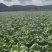 四川特色棒菜大量上市量大从优欢迎选购