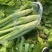 四川特色棒菜大量上市量大从优欢迎选购