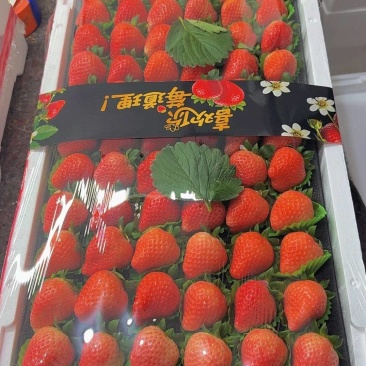 大量草莓，江苏草莓宁玉，妙香