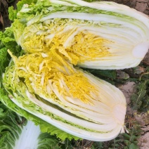 江苏黄心白菜新鲜上市价格美丽质量好对接全国量大从优欢迎询