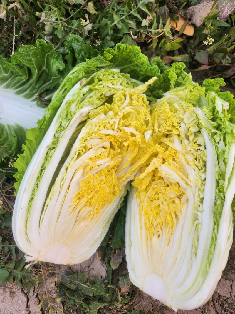 江苏黄心白菜新鲜上市价格美丽质量好对接全国量大从优欢迎询