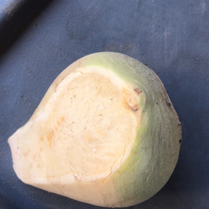 辽宁沈阳卜留克