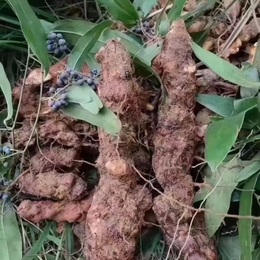 四川野生土茯苓红肉野生山货数量有限来电咨询