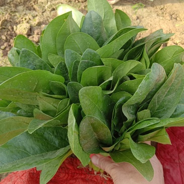 精品菠菜