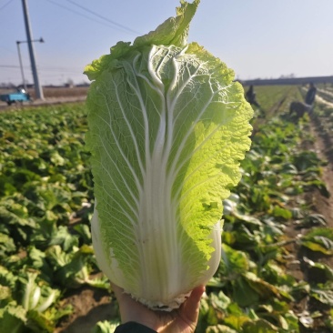 平度特色精品大白菜3456