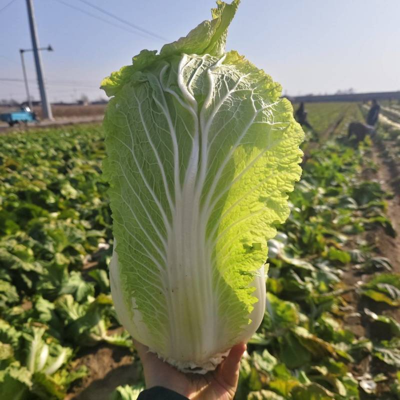平度特色精品大白菜3456