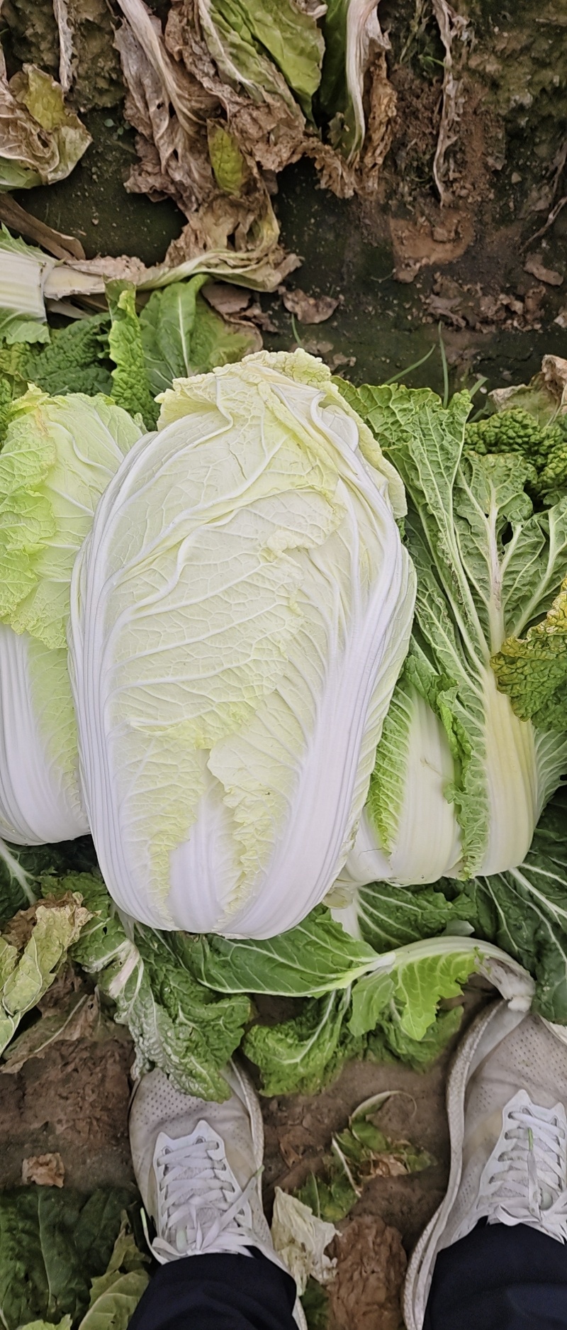 平度特色精品大白菜3456