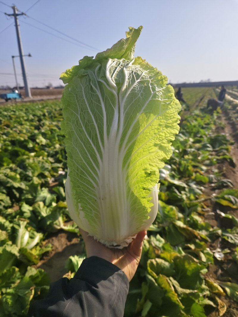 平度特色精品大白菜3456