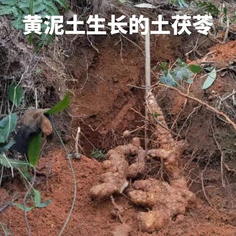 四川野生土茯苓红肉野生山货数量有限来电咨询