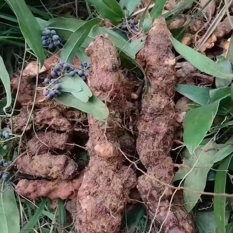 四川野生土茯苓红肉野生山货数量有限来电咨询