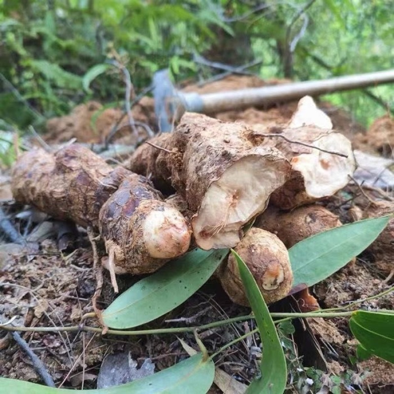 四川野生土茯苓红肉野生山货数量有限来电咨询