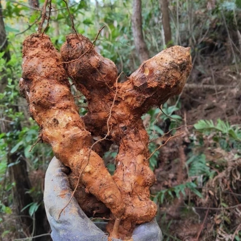 四川野生土茯苓红肉野生山货数量有限来电咨询