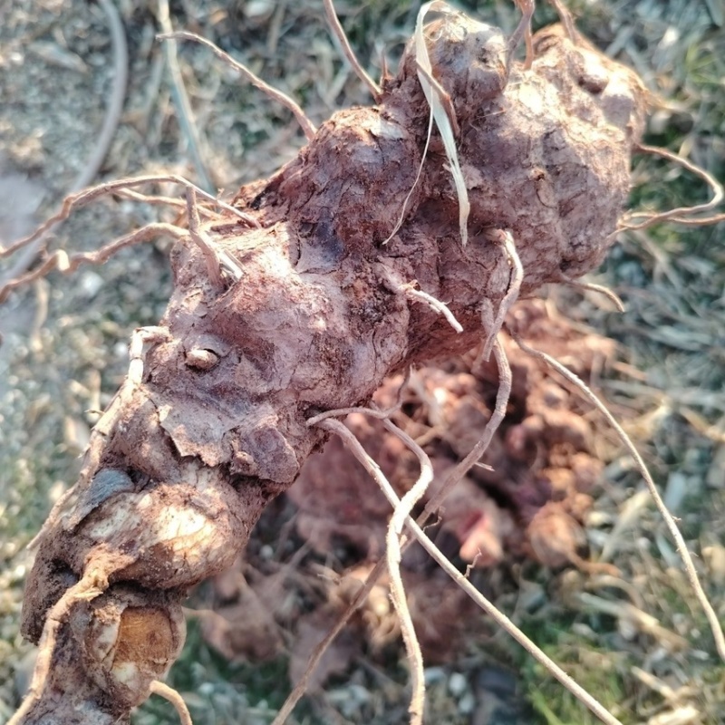四川野生土茯苓红肉野生山货数量有限来电咨询