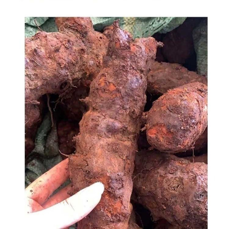 四川野生土茯苓红肉野生山货数量有限来电咨询