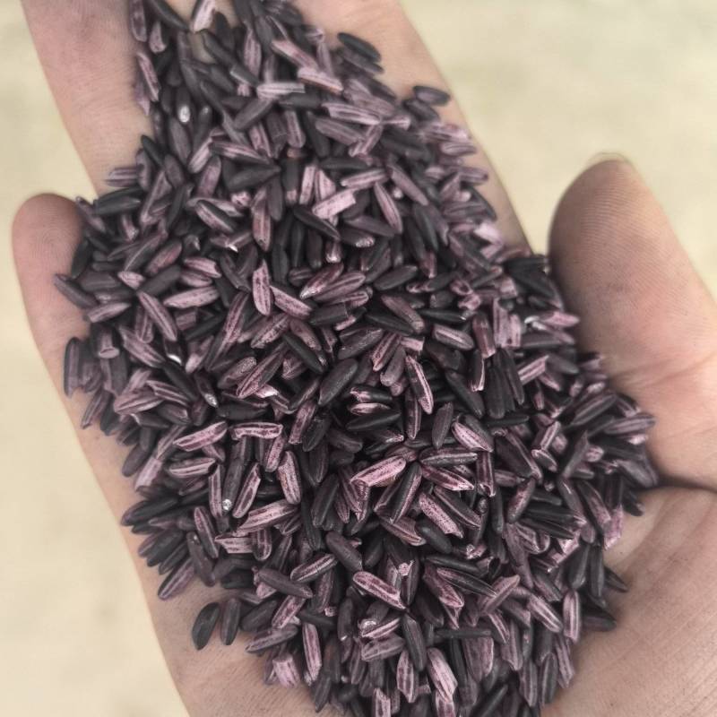 云南西双版纳紫糯米