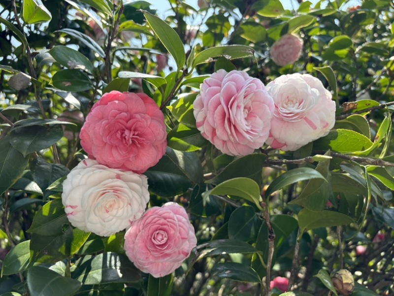 茶花十八学士，赤丹
