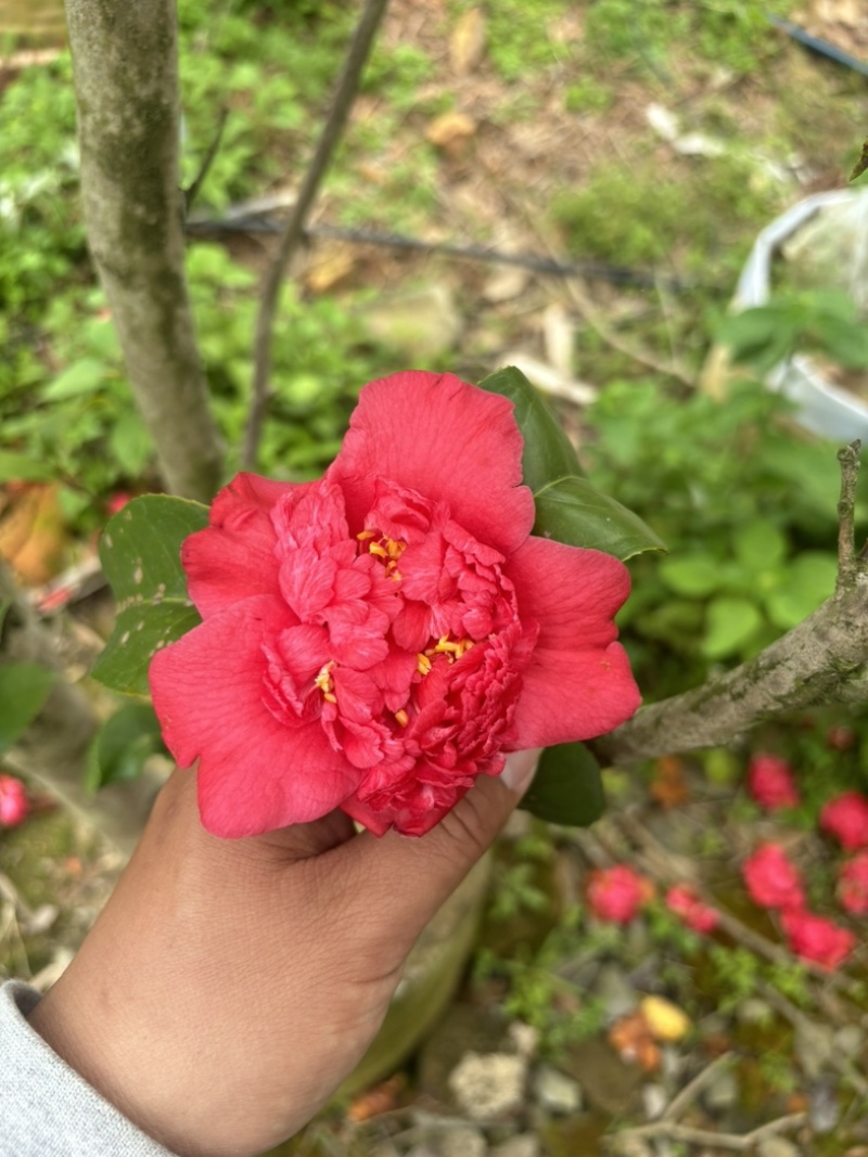 茶花十八学士，赤丹