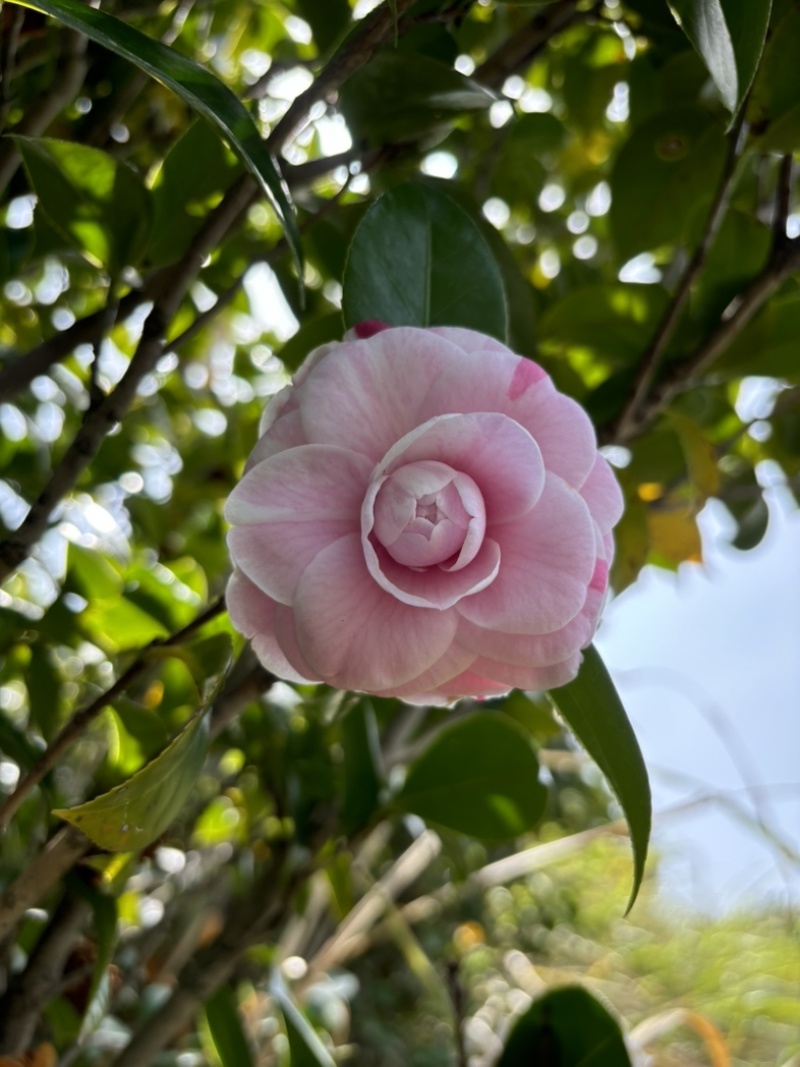 茶花十八学士，赤丹