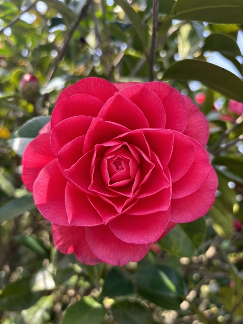 茶花十八学士，赤丹