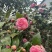 茶花十八学士，赤丹