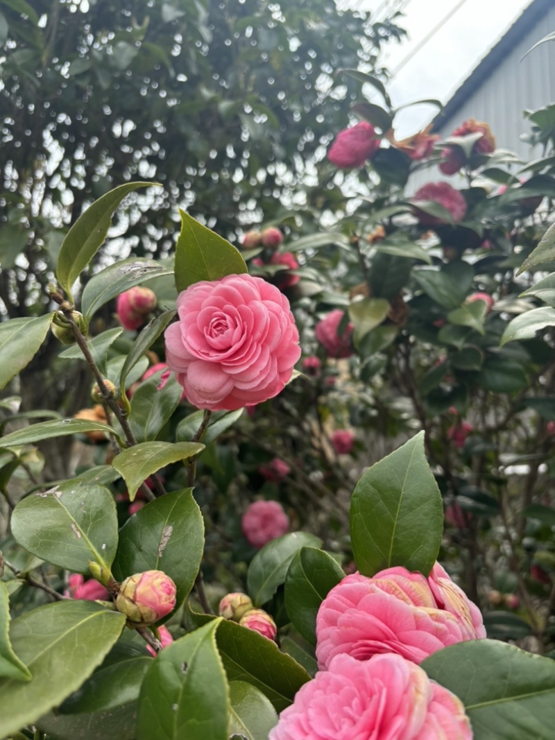 茶花十八学士，赤丹
