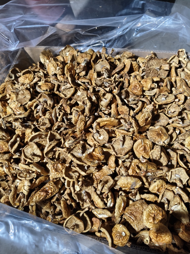 滑子菇好货不贵