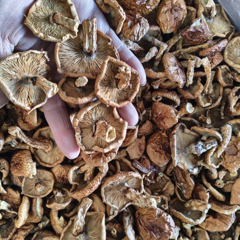滑子菇好货不贵