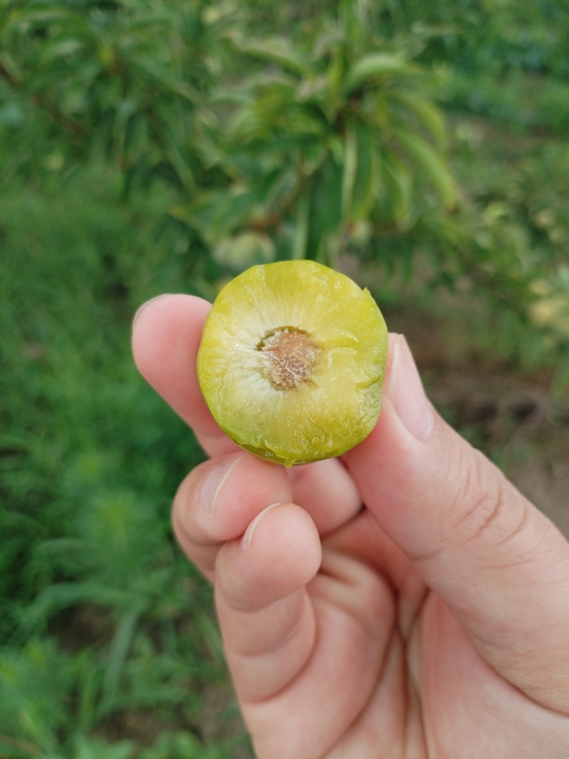 清脆李