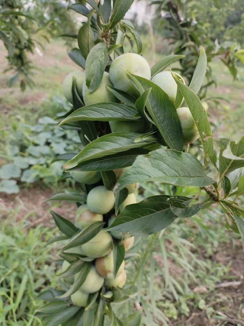 清脆李