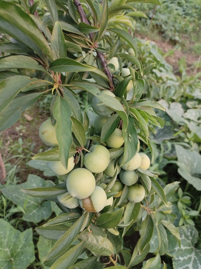 清脆李