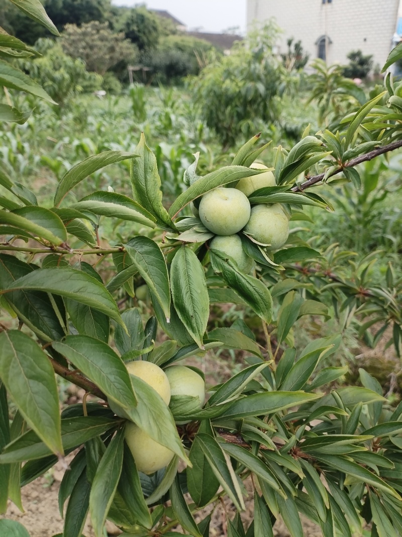 清脆李