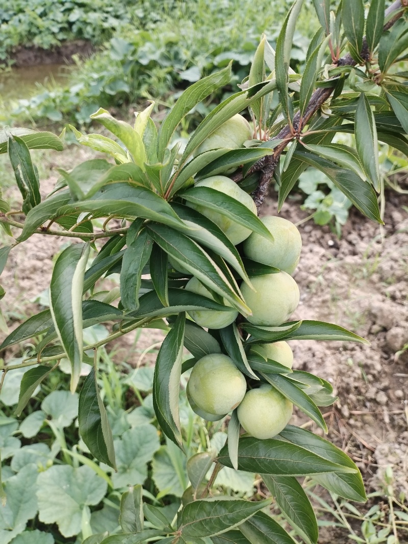 清脆李