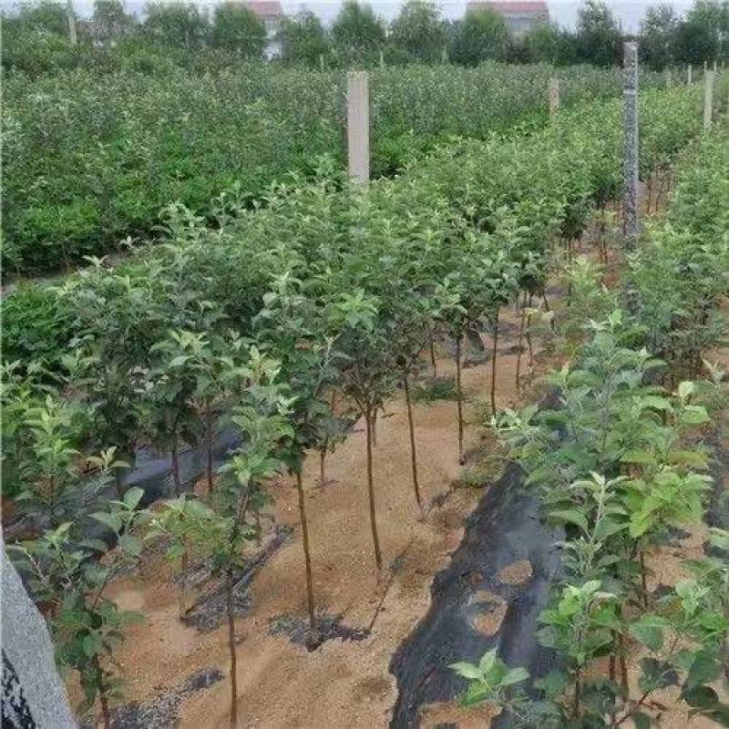 正宗嫁接苗世界一号特大脆甜苹果树苗红富士盆栽地栽均可