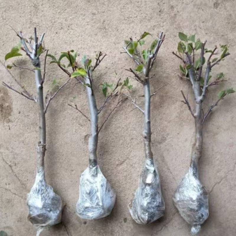 正宗嫁接苗世界一号特大脆甜苹果树苗红富士盆栽地栽均可