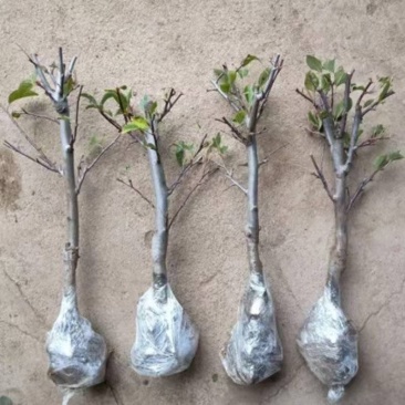 正宗嫁接苗世界一号特大脆甜苹果树苗红富士盆栽地栽均可