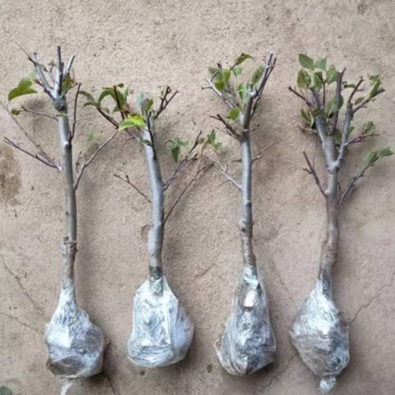正宗嫁接苗世界一号特大脆甜苹果树苗红富士盆栽地栽均可