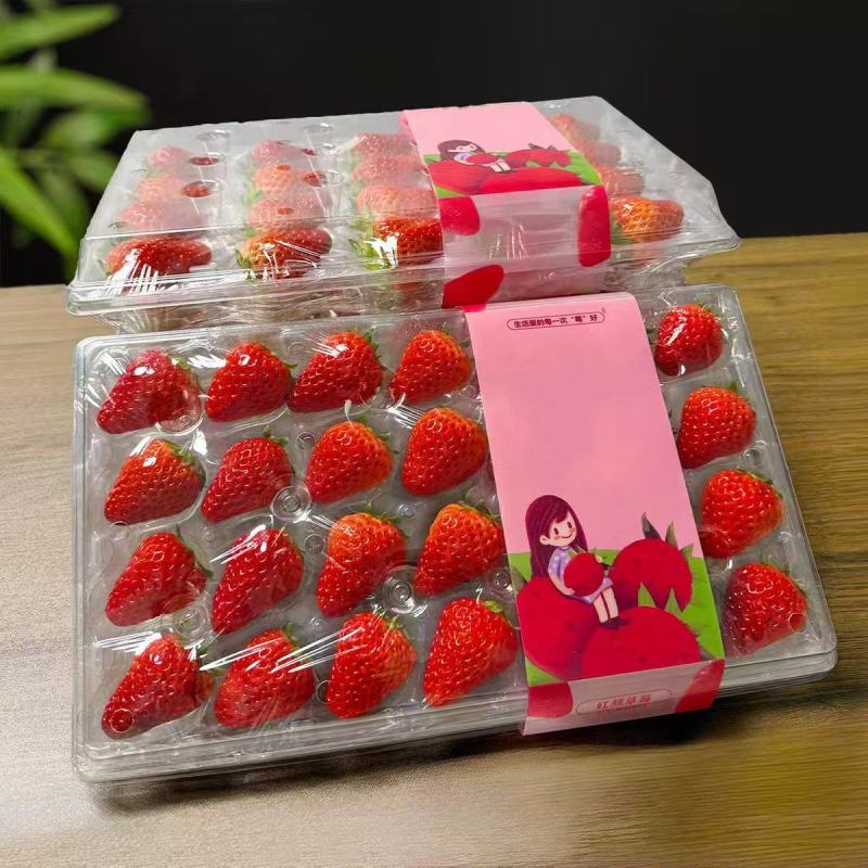 精品丹东99草莓，大量供应品质保证全国发货