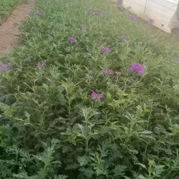 绿化苗木！美女樱基地青州市永恒花卉合作社提供栽植售后一条