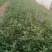 绿化苗木！美女樱基地青州市永恒花卉合作社提供栽植售后一条