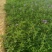 绿化苗木！美女樱基地青州市永恒花卉合作社提供栽植售后一条
