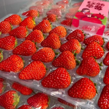 辽宁丹东红颜久久草莓，可一件代发，诚信经营，量大从优