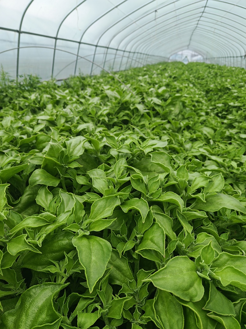 江苏南通冰草大量上市产地直发