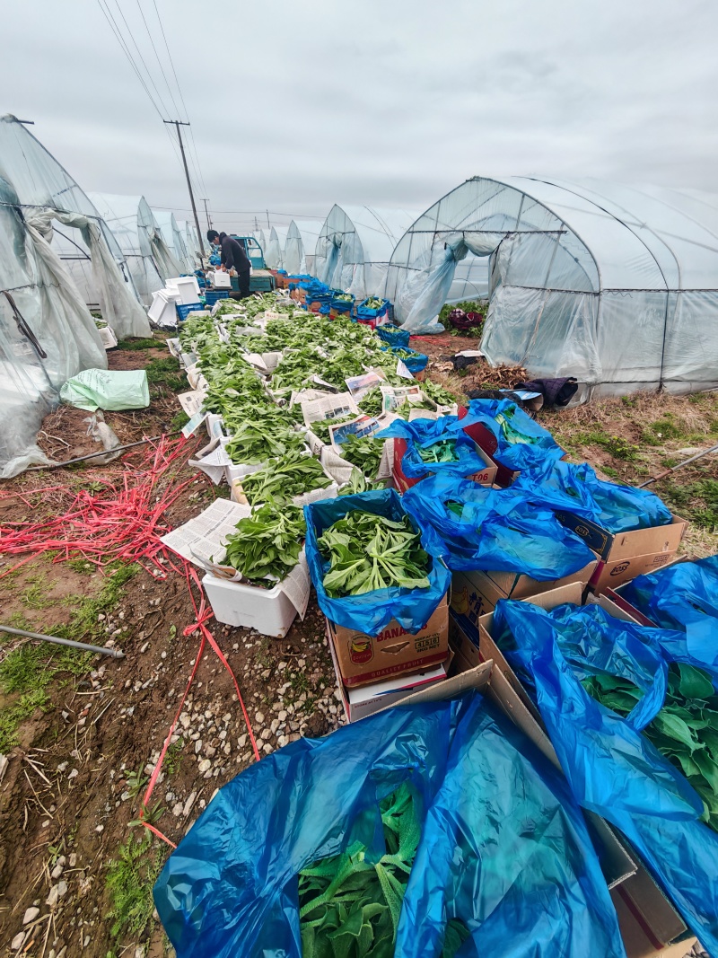 江苏南通冰草大量上市产地直发