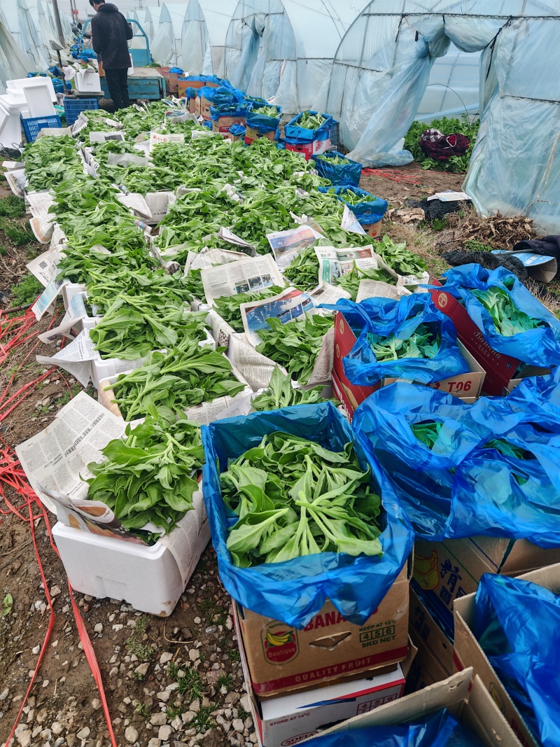 江苏南通冰草大量上市产地直发