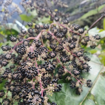 通草种子